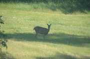 6th Jun 2014 - Deer by the side of the road