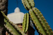 5th Jun 2014 - Blessed Cactus