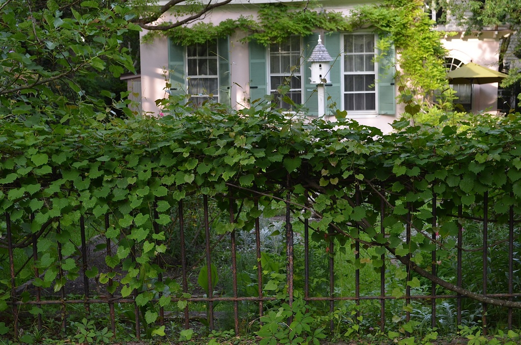 Fence and garden, historic district, Charleston, S by congaree