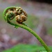 I would like to be your FROND! by gigiflower