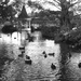 Waterplay for ducks by kiwinanna