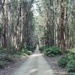 Forest road by peterdegraaff