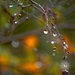 Raindrops on the Silver Birch by teodw