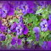 Purple Pansies by homeschoolmom