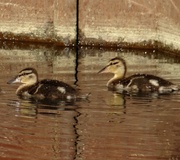 4th Jun 2014 - Mallard Ducklings