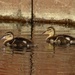 Mallard Ducklings by annepann