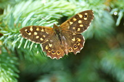 25th May 2014 - SPECKLED WOOD 