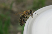 26th May 2014 - Bee...