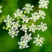  Cow parsley by elisasaeter