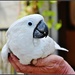 A bird in Steve's hand by rosiekind