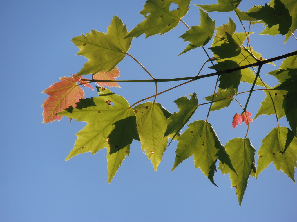 Maple Leaves by julie