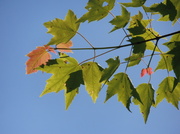 5th Jun 2014 - Maple Leaves