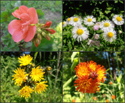 6th Jun 2014 - Flowers in My Yard