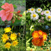 Flowers in My Yard by julie