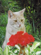 7th Jun 2014 - Penny by the Flowers