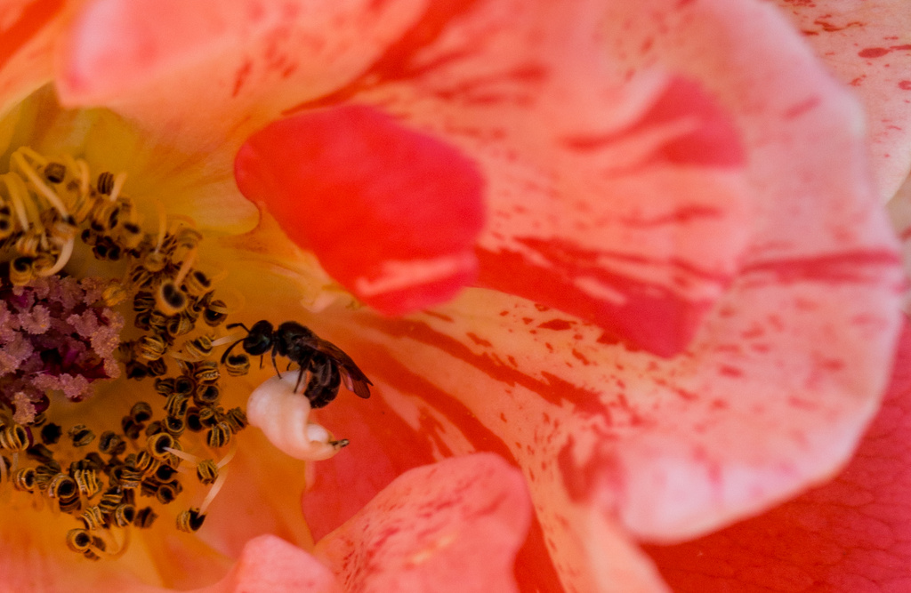 Variegated Orange Rose and an Ant  by cdonohoue