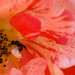 Variegated Orange Rose and an Ant  by cdonohoue