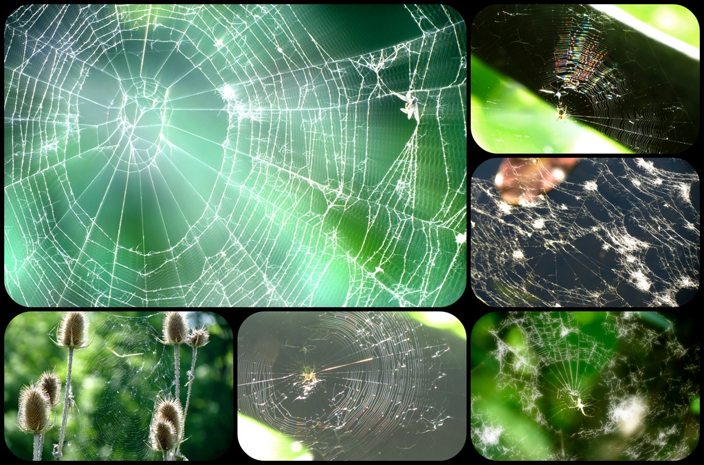 Webs and Sunlight by juliedduncan