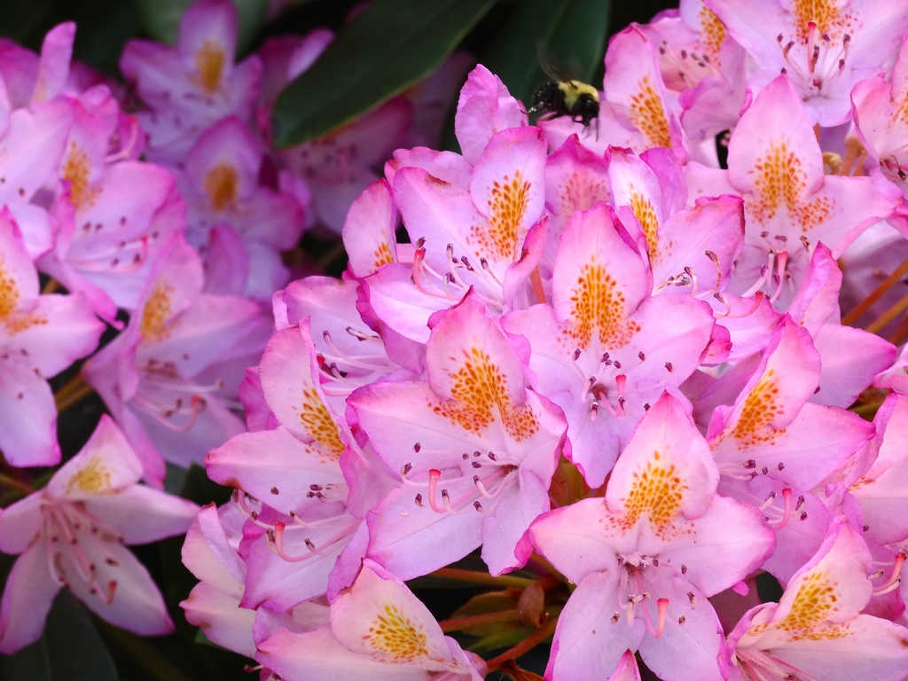 Riotous Rhododendron by khawbecker