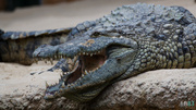 7th Jun 2014 - Crocodile