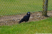 9th Aug 2014 - A rather wet crow at Snetterton