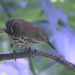 Brown Thrasher by rminer