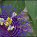 Passion Flower by jamibann