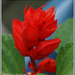 Scarlet Salvia by pcoulson