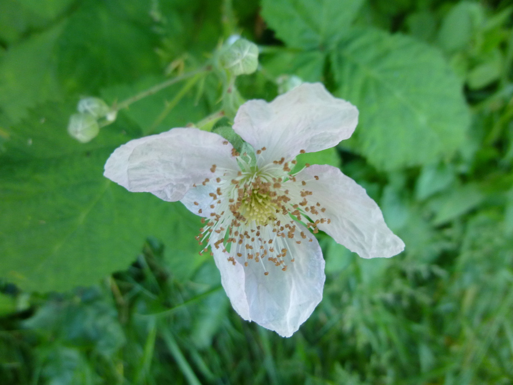 Blackberry Blossom by stephomy