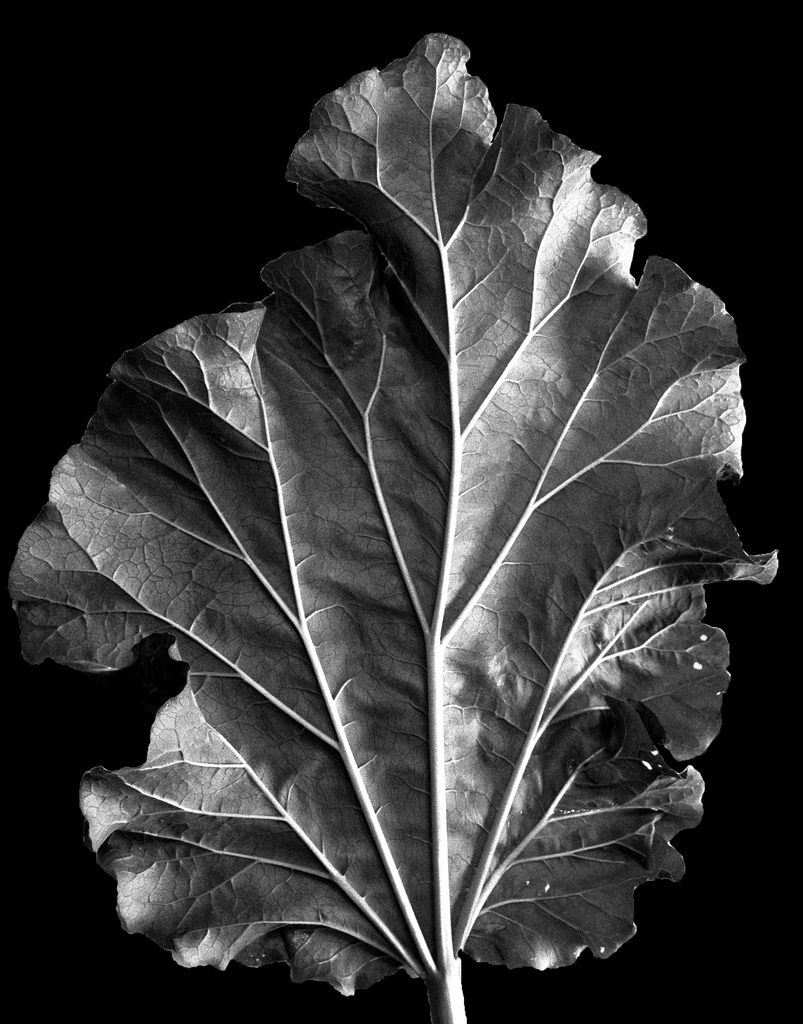 leaf by dakotakid35