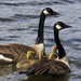 Canadian Geese  by pdulis
