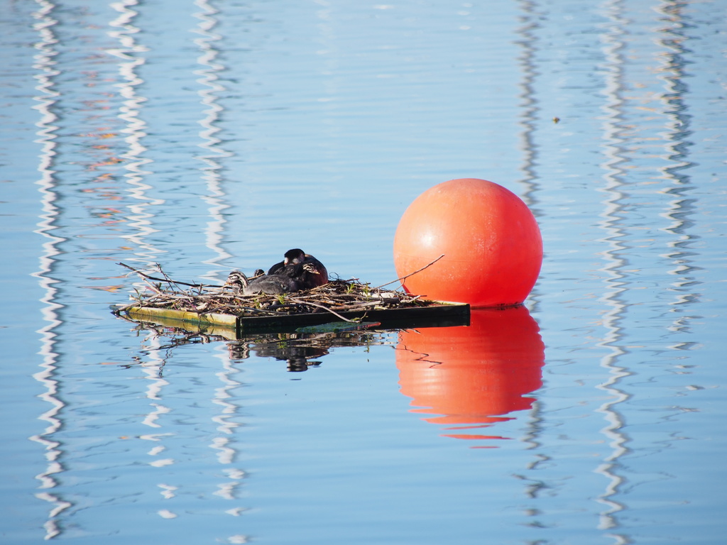 I Live by the Red Ball by selkie