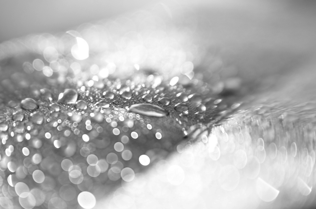 Morning dew by spanner