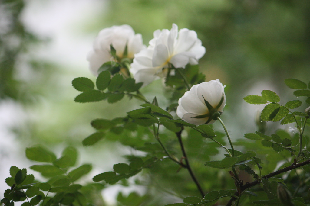 Midsummer rose IMG_2053 by annelis