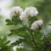 Midsummer rose IMG_2053 by annelis