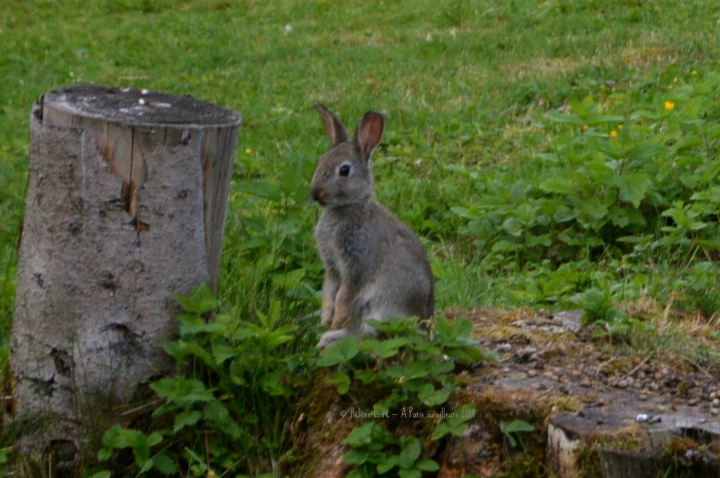 Young rabbit by parisouailleurs