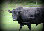 8th Jun 2014 - Beware of the bull