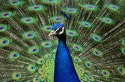 8th Jun 2014 - Peacock