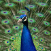 Peacock by richardcreese