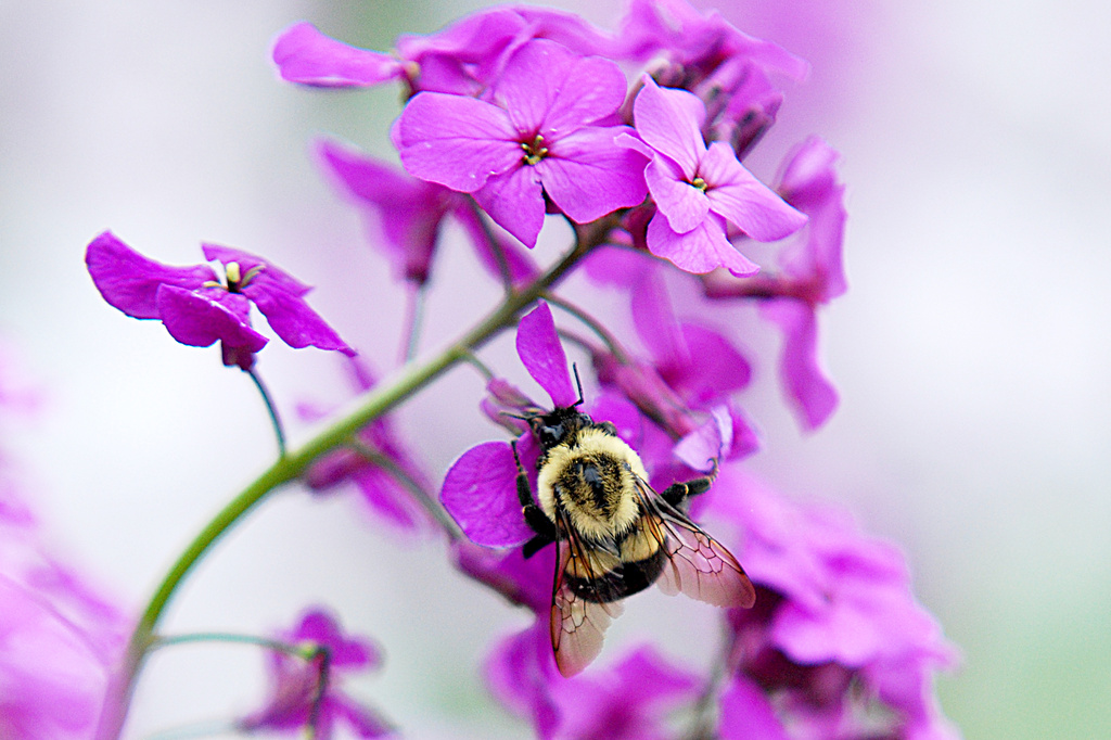 The pollinator! by fayefaye