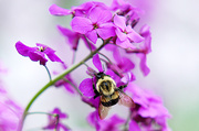 8th Jun 2014 - The pollinator!