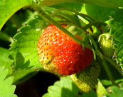4th Jun 2014 - Strawberry Patch