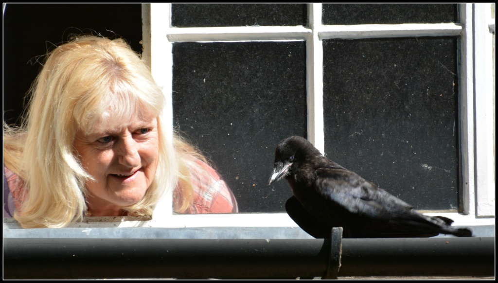 Baby crow dropped by to say hello by rosiekind