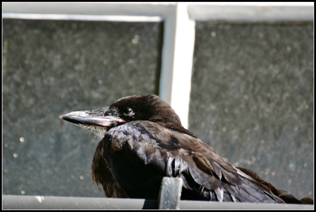Baby crow by rosiekind