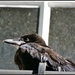 Baby crow by rosiekind