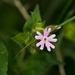Midsummer flower by elisasaeter