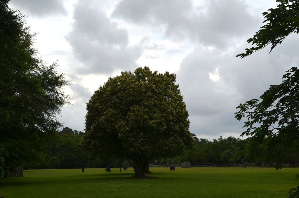 Perfectly formed tree and clouds, Charles Towne Landing State Historic Site, Charleston, SC by congaree