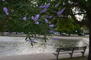 7th Jun 2014 - Mystery flowers at Colonial Lake Charleston, SC