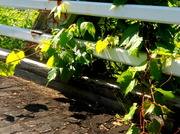 7th Jun 2014 - Station Road Bridge Grape Vines