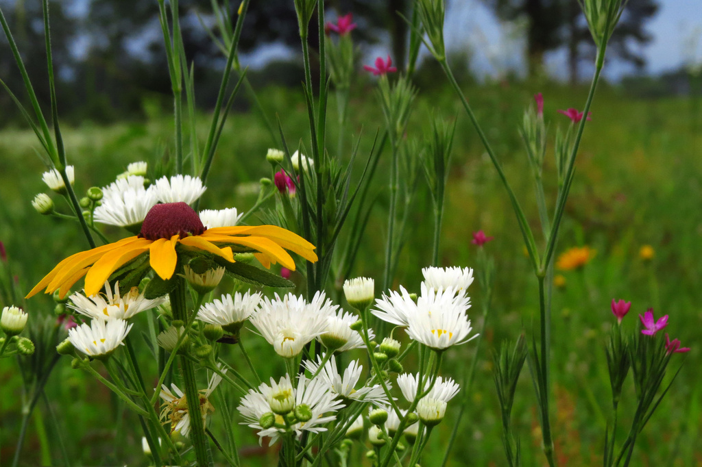 Field Flowers by milaniet
